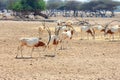 Arabian oryx or white oryx Oryx leucoryx medium-sized antelope with long, straight horns and tufted tail. Abu Dhabi, UAE.