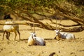 Arabian oryx, in the Yotvata Hai-Bar Nature Reserve Royalty Free Stock Photo