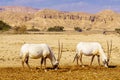 Arabian oryx, in the Yotvata Hai-Bar Nature Reserve Royalty Free Stock Photo