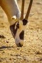 Arabian oryx, in the Yotvata Hai-Bar Nature Reserve Royalty Free Stock Photo