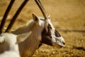 Arabian oryx, in the Yotvata Hai-Bar Nature Reserve Royalty Free Stock Photo