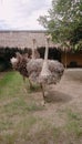 The Arabian Ostrich Royalty Free Stock Photo