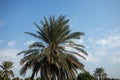 The arabian palm tree Royalty Free Stock Photo