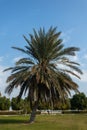 Arabian palm trees that produce dates Royalty Free Stock Photo