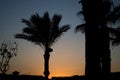 Arabian palm tree silhouette during sunset