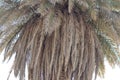 Arabian palm trunk, with or without pruning Royalty Free Stock Photo