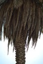 Arabian palm trunk, with or without pruning Royalty Free Stock Photo