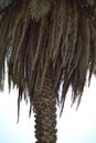 Arabian palm trunk, with or without pruning Royalty Free Stock Photo