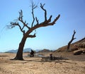 Arabian peninsula landscape, Dead tree in desert