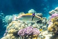 Arabian picassofish Rhinecanthus assasi, triggerfish in a colorful coral reef in Red Sea, Egypt. Unusual tropical bright fish Royalty Free Stock Photo