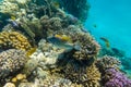 Arabian picassofish Rhinecanthus assasi, triggerfish in a colorful coral reef, Red Sea, Egypt. Unusual tropical bright fish in Royalty Free Stock Photo