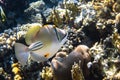 Arabian picassofish Rhinecanthus assasi, triggerfish in a coral reef in Red Sea, Egypt. Unusual tropical bright fish in blue Royalty Free Stock Photo