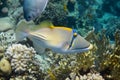 Arabian picassofish Rhinecanthus assasi, triggerfish in a coral reef in Red Sea, Egypt. Unusual tropical bright fish in blue Royalty Free Stock Photo