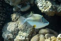 Arabian picassofish Rhinecanthus assasi, triggerfish in a coral reef in Red Sea, Egypt. Unusual tropical bright fish in blue Royalty Free Stock Photo