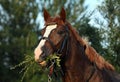 Arabian race horse with classic bridle