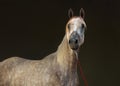 Arabian race horse in dark stable background Royalty Free Stock Photo