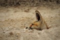 Arabian red Fox at his den