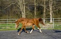 Arabian/Saddlebred mix horse Royalty Free Stock Photo
