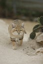 Arabian sand cat, Felis margarita harrisoni