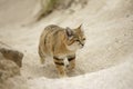 Arabian sand cat, Felis margarita harrisoni