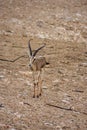Arabian sand gazelle Gazella arabica