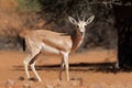 Arabian sand gazelle