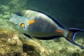 Arabian sohal surgeon fish Royalty Free Stock Photo