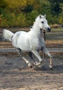Arabian sportive breed horse in autumn farm Royalty Free Stock Photo