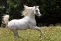 Arabian Stallion Royalty Free Stock Photo