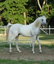 Arabian Stallion Royalty Free Stock Photo