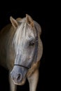 Arabian stallion on the black background. Royalty Free Stock Photo