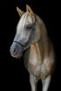 Arabian stallion on the black background. Royalty Free Stock Photo