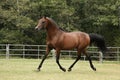 Arabian stallion trotting