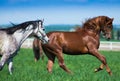 Arabian stallions on the pasture