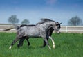 Arabian stallions on the pasture