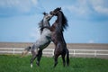Arabian stallions on the pasture