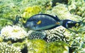 Arabian surgeonfish underwater red sea Royalty Free Stock Photo