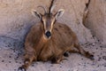 Arabian Tahr Arabitragus jayakari female rests under the rocks in the middle east mountains Royalty Free Stock Photo