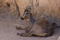 Arabian Tahr Arabitragus jayakari female rests under the rocks in the middle east mountains Royalty Free Stock Photo