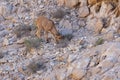 Arabian Tahr Arabitragus jayakari female walking on rocks rocks in the middle east mountains on Jebal Hafeet Royalty Free Stock Photo