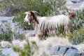 Arabian tahr (Arabitragus jayakari) in Hajar Mountains, Om Royalty Free Stock Photo