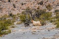 Arabian tahr (Arabitragus jayakari) in Hajar Mountains, Om Royalty Free Stock Photo