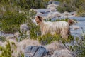 Arabian tahr (Arabitragus jayakari) in Hajar Mountains, Om Royalty Free Stock Photo