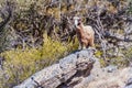 Arabian tahr (Arabitragus jayakari) in Hajar Mountains, Om Royalty Free Stock Photo