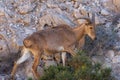 Arabian Tahr Arabitragus jayakari male walking on rocks rocks in the middle east mountains on Jebal Hafeet Royalty Free Stock Photo