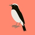 Arabian wheatear bird ,vector illustration