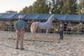 Arabian white horse with owner and judge Royalty Free Stock Photo