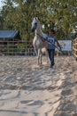 Arabian white horse with owner and judge Royalty Free Stock Photo