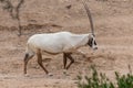 Arabian or White Oryx Oryx leucoryx walks along the desert in the United Arab Emirates