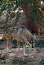 The Arabian wolf (Canis lupus arabs)
